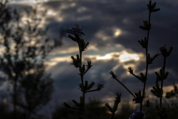 istock Silhouette of a common chicory at sunset 1340342535