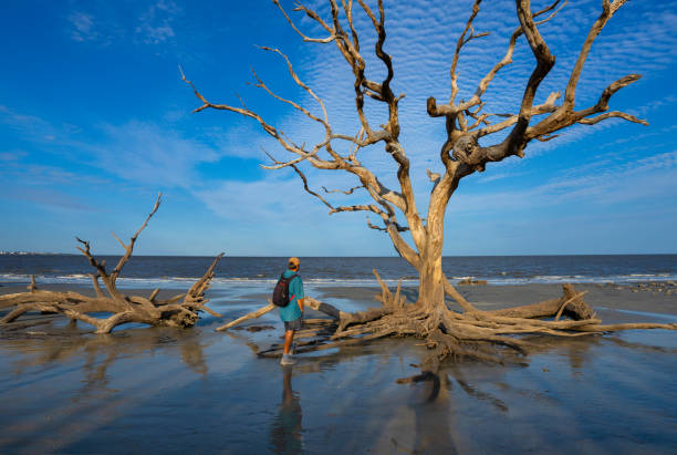 istock Man relaxing on  the ocean beach with weathered trees at sunrise. 1340344556