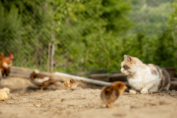 caça gato em frango pouco no quintal - courage domestic cat animal young animal - fotografias e filmes do acervo