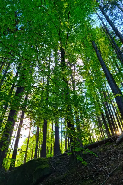 Vertical photo. Beautiful green forest at sunset