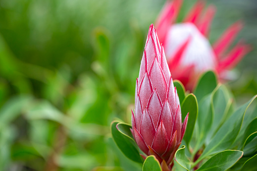 Closeup  Protea bud and flower, beautiful nature background with copy space, full frame horizontal composition