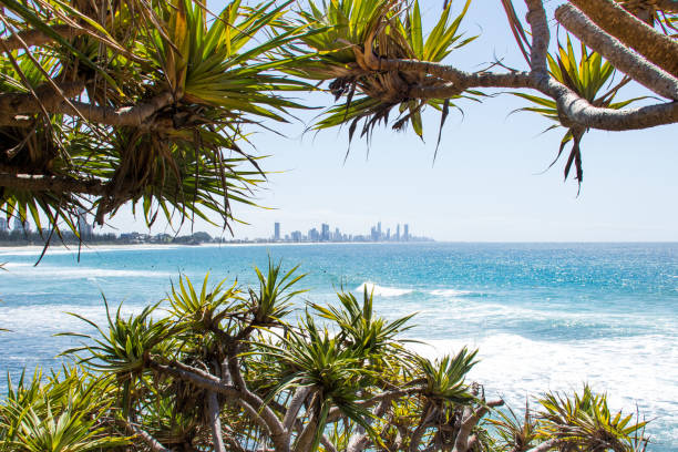 istock Looking out from Burleigh Headland through pandanus trees over the blue ocean.  Surfers Paradise on the horizon.  Burleigh Headland Queensland Australia 1340348532