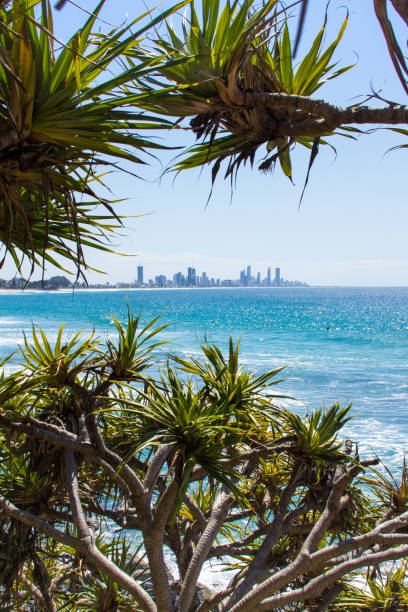 istock Looking out from Burleigh Headland through pandanus trees over the blue ocean.  Surfers Paradise on the horizon.   Crystal blue water down below. Burleigh Headland Queensland Australia 1340348711