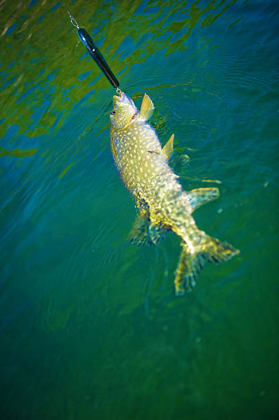 istock Northern Pike fishing 134035209