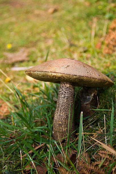 istock Fungi Bolete Mushroom 134035299