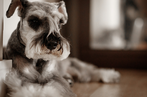 It is a portrait of a Schnauzer dog in a home environment