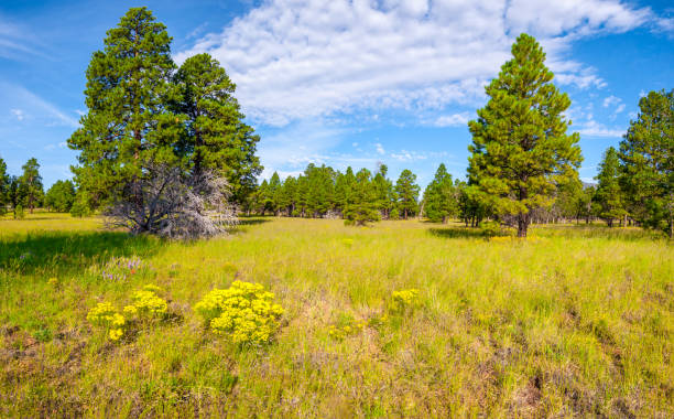 istock Anasazi Meadow on Campbell Mesa 1340356918