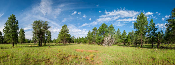 istock Anasazi Meadow on Campbell Mesa 1340356934
