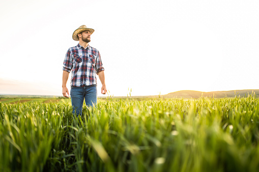 Young farmer standing on wheat field during sunset.