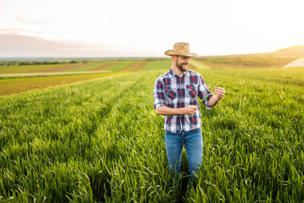 istock Young farmer standing on agricultural field and examining crops. 1340358218