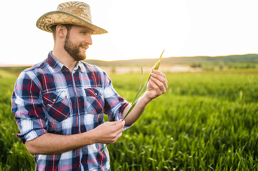 Young farmer standing on wheat field during sunset and examining plants.