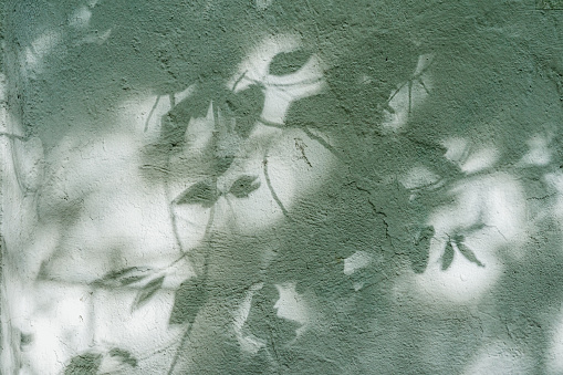 Tree leaf shadow on wall, tree branch with leaves silhouette. Modern abstract background, green mint color