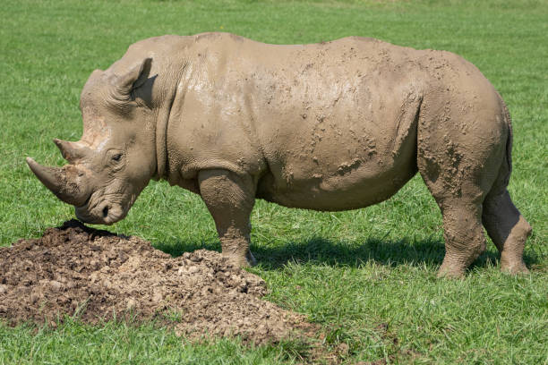 duży samiec białego nosorożca pachnący stosem gnoju - nosorożec biały zdjęcia i obrazy z banku zdjęć