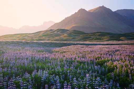 Beautiful Icelandic Lupin Field in bloom. Nootka lupin (Lupinus nootkatensis) field in atmospheric in summer Sunset. South Central Iceland, large glacier and southern icelandic mountain range in the background of the Lupin Field. South Central Iceland between Vik and Höfn, Iceland, Northern Europe.