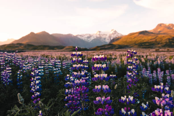 iceland blooming icelandic purple lupin flower field close up  in summer sunset - skaftafell national park stockfoto's en -beelden