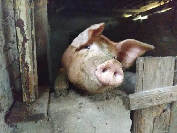 Photo of A pig in a barn poses for the camera. The animal lifts its nose and looks into the camera with its eyes. Sociable pig. Pig breeding on the farm. Big ears and a penny nose. Pig smiles