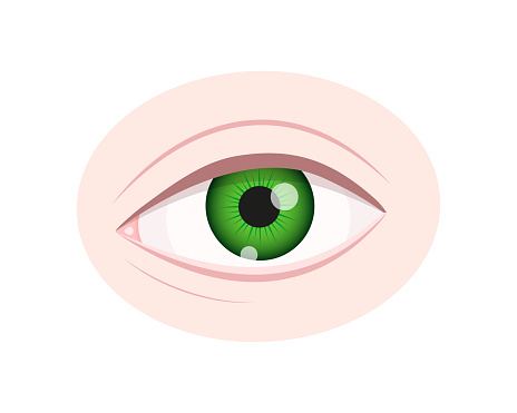 Human eye closeup isolated on white background. Healthy organ of vision with green iris, pupil, sclera, lacrimal canaliculi and eyelids. Vector realistic illustration.