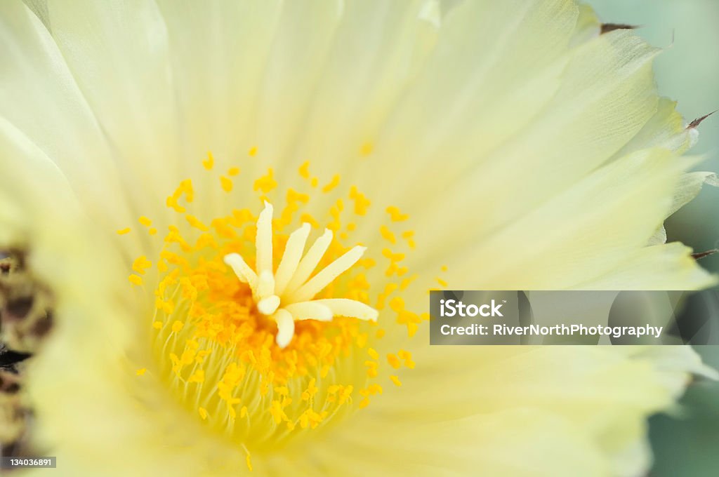 Flor de Cactus - Foto de stock de Amarelo royalty-free