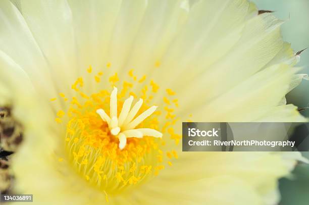 Foto de Flor De Cactus e mais fotos de stock de Amarelo - Amarelo, Beleza natural - Natureza, Cacto