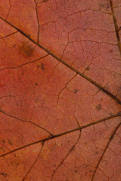 istock beautiful autumn leaf close up 1340370451