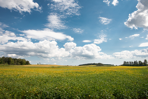 Tierras de cultivo en Canadá: vasto campo de soja a principios de otoño bajo un cielo azul nublado photo