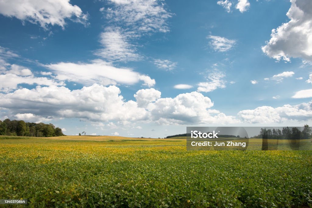 Farmland in Canada: vast soya bean field in early autumn under cloudy blue sky Farm land in Canada Plain Stock Photo