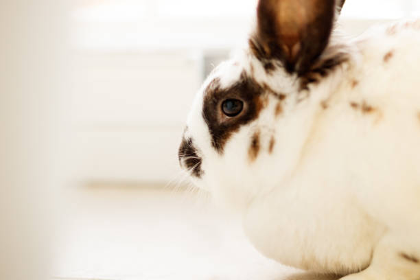 istock Portrait of a Rabbit 1340372709