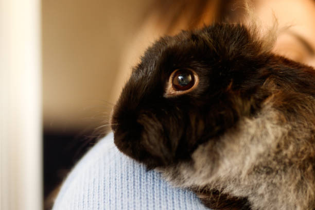 istock Portrait of a Rabbit 1340372715