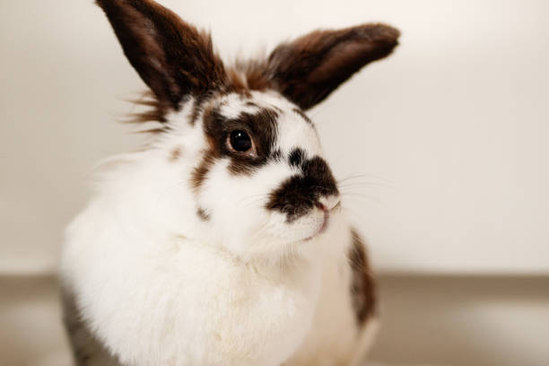 istock Portrait of a Rabbit 1340372727