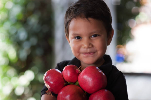 A young boy holding a bunch of ripe pomegranates in his arms that he has picked for eating as a healthy snack. stock photo