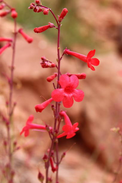 istock Bright pink flower, close up 1340376846
