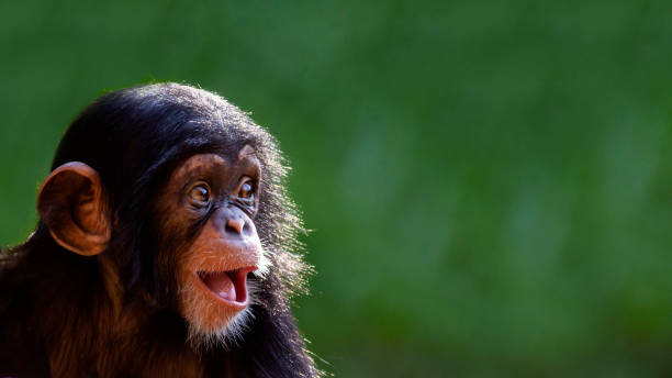 süßes, glückliches, lächelndes babyschimpansenporträt - schimpansen gattung stock-fotos und bilder