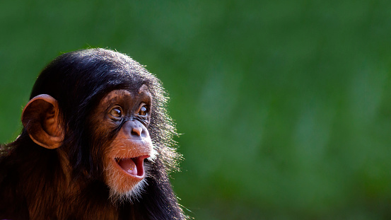 Close up portrait of a 10-month-old baby chimpanzee smiling with room for text