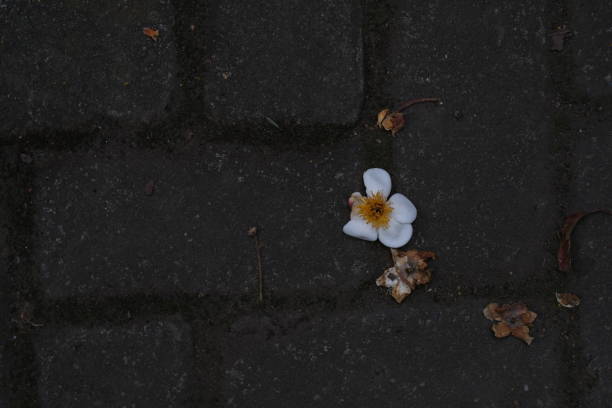 Beautiful white primrose flower on the paving path