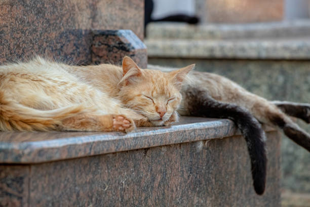 istock Feral domestic cat 1340382384