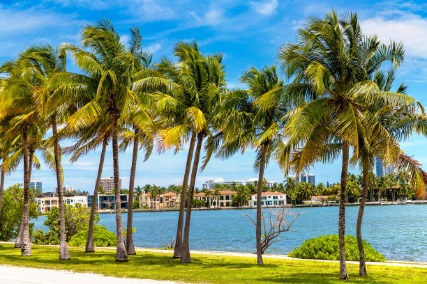 istock Palm trees in Miami Beach 1340383243