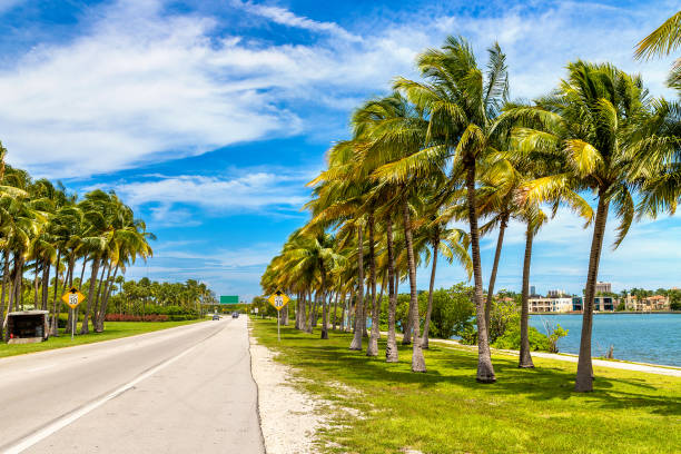 istock Palm trees in Miami Beach 1340383248