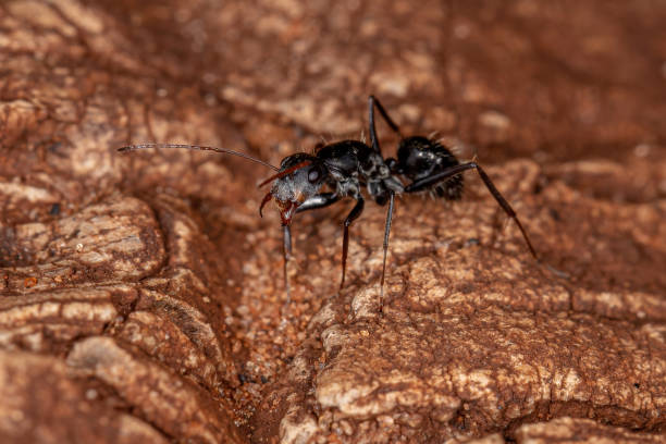 istock Adult Female Carpenter Ant 1340383799