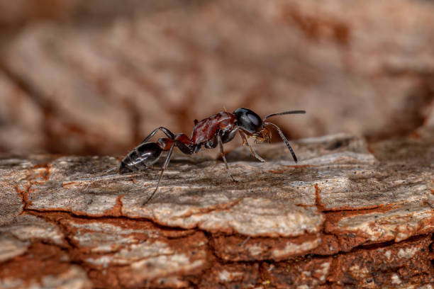istock Adult Red Twig Ant 1340384933