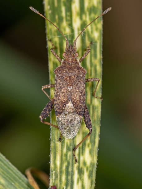 istock Adult Scentless Plant Bug 1340385200