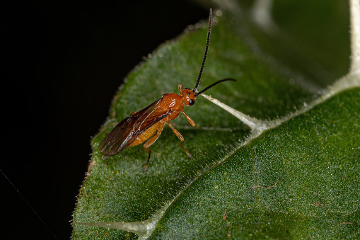 Adult Braconid Wasp of the Family Braconidae