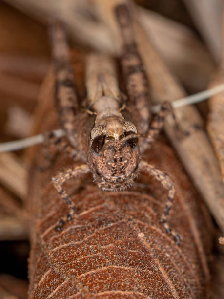 istock Short-horned Grasshopper Nymph 1340385350