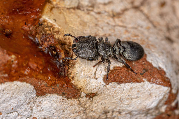istock Adult Black Turtle Ant 1340385419