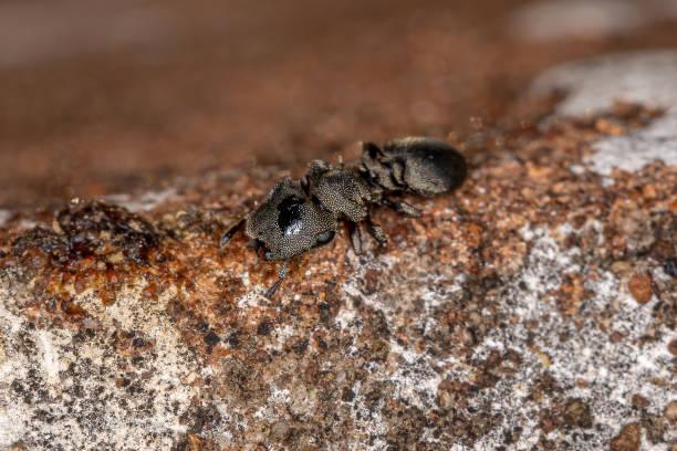 istock Adult Black Turtle Ant 1340385458