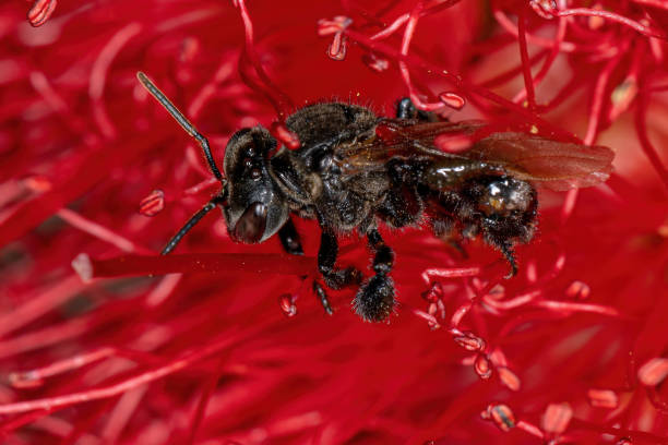 взрослая безжалостная пчела - stingless стоковые фото и изображения