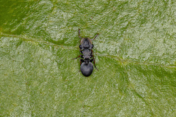 istock Adult Black Turtle Ant 1340385625