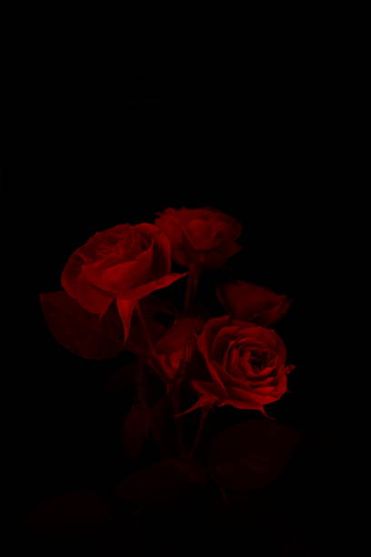 kuvapankkikuvat ja rojaltivapaat kuvat aiheesta tummanpunaista ruusua - rose flower