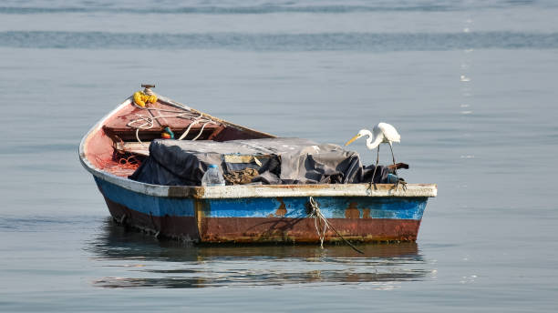 oiseau aigrette debout sur un bateau de pêche. - wading vertical water sport recreational pursuit photos et images de collection