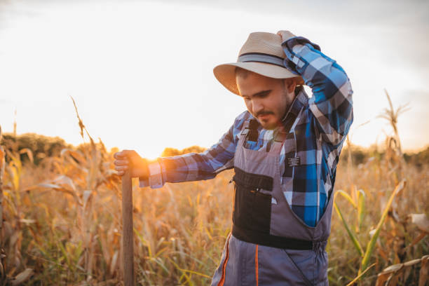 istock A young farmer stands on agricultural land, in a corn field. 1340386422
