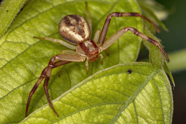 istock Adult Female Crab Spider 1340386544